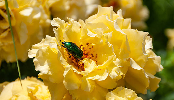 istock A green beetle on a yellow rose in a summer garden 2220448744