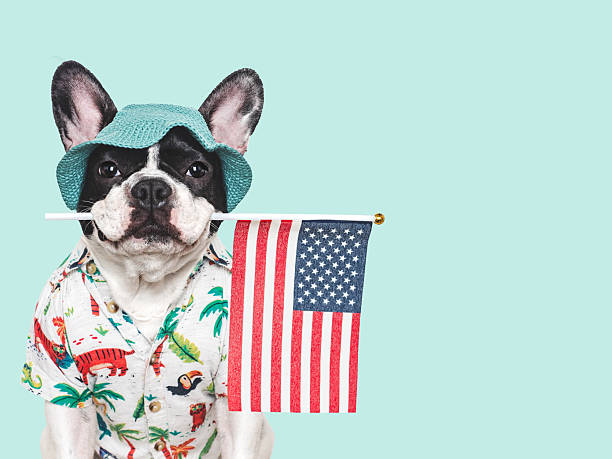 istock Cute puppy, sun hat and American Flag 2220449466