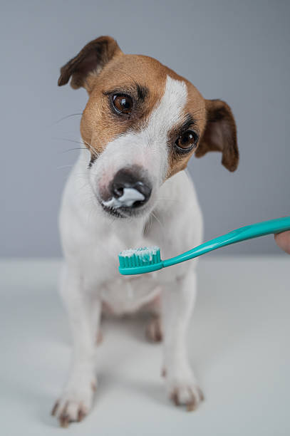 istock A woman brushes her dog's teeth with toothpaste. 2220449521
