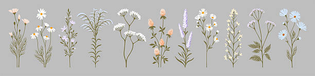 Wildflower botanical illustration pack. Field plants illustration. Vector.