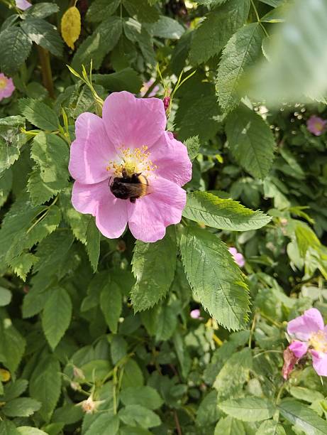 istock fluffy bumblebee in a pink flower 2220452242