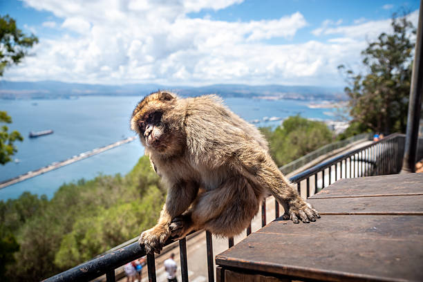 Barbary macaque sitting calmly on a wooden railing, gazing at the camera while the stunning view of the Mediterranean Sea and the port of Gibraltar unfolds in the background