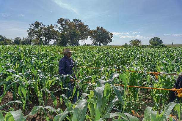istock Farmer working in corn field under blue sky in mexico 2220453578