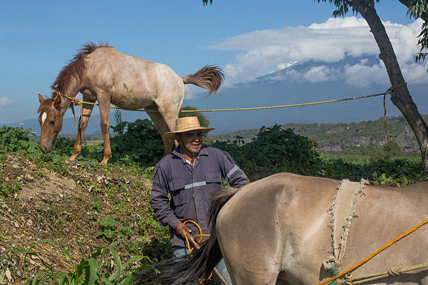 istock Mexican farmer working with horses in corn field near volcano 2220453662
