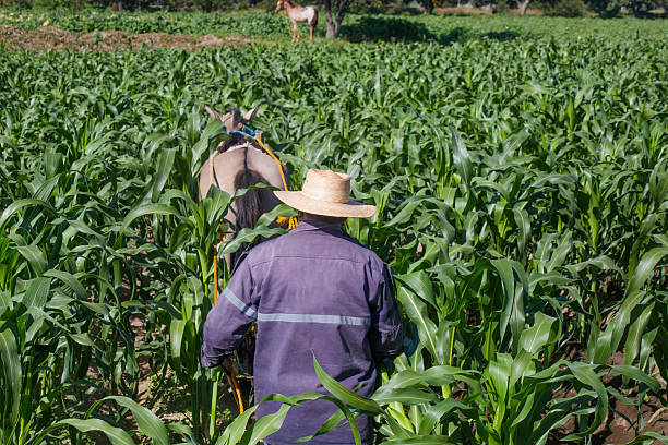 istock Mexican farmer walking through corn field with horse 2220453865