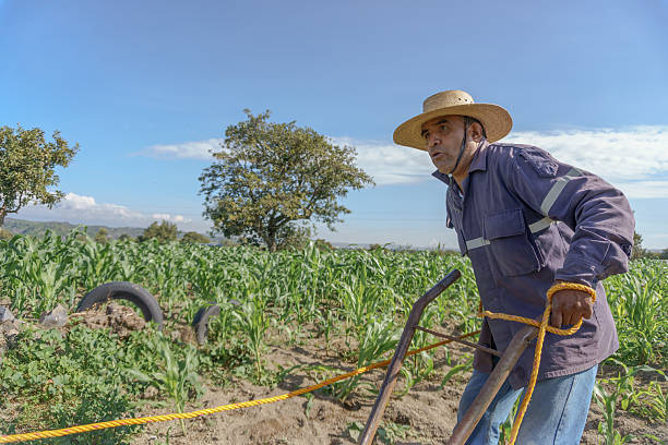 istock Mexican farmer working in corn field under blue sky 2220454080