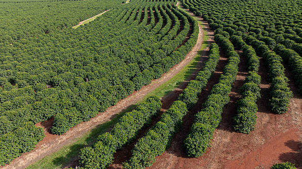 istock coffee plantation on a sunny morning 2220454491
