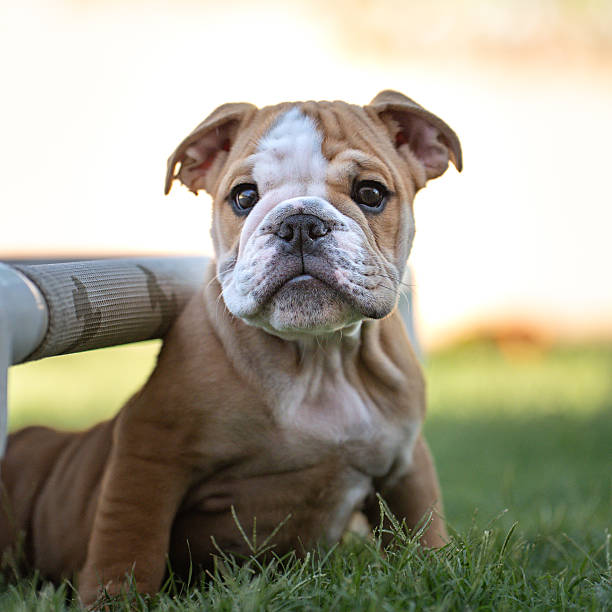Bulldog puppy after playing coming out from under a bed outside in the grass