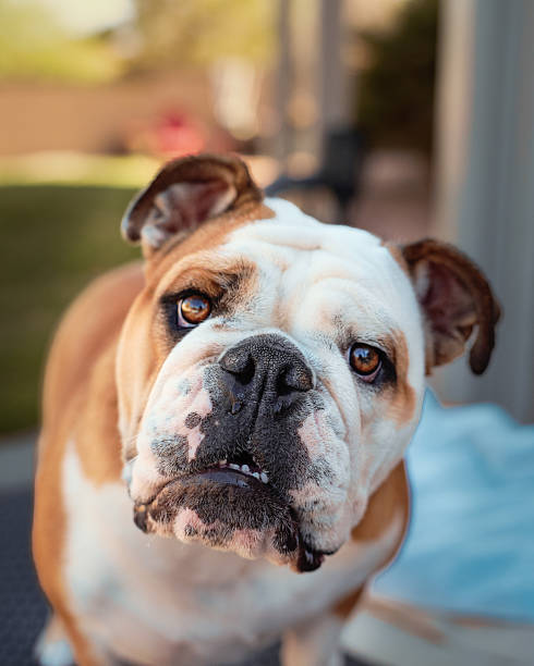 Bulldog looking directly at the camera for an up close outdoor natural portrait