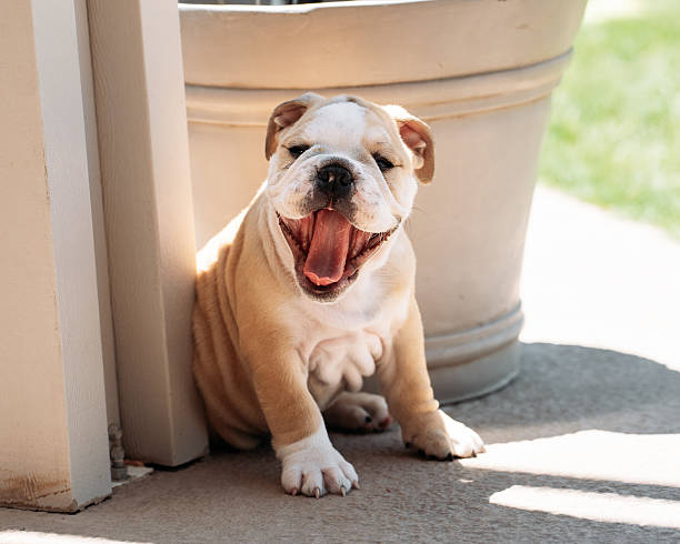 Yawning, cute bulldog puppy sitting on a patio outside enjoying the sun