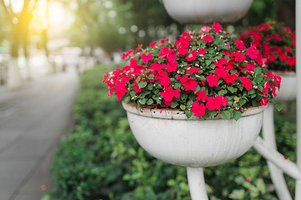Decorative flower pots on the roadside of the square. Red flowers, round flower pots, made of metal material