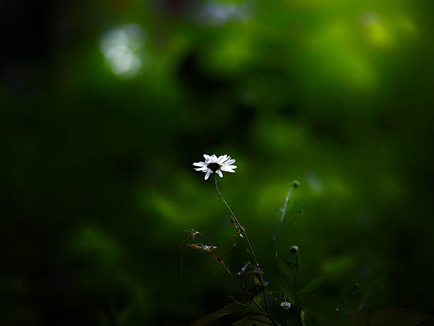 A delicate white flower illuminated against a dark green blurred background, creating a serene and focused nature scene.