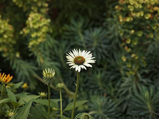 Close-up of a white daisy flower amidst green foliage, showcasing nature's beauty in a garden setting.