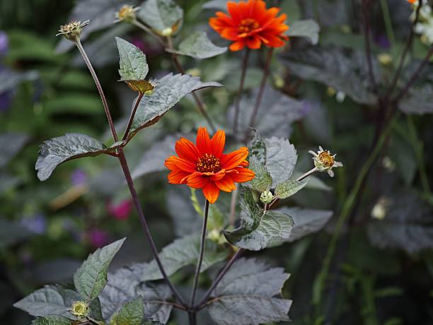 istock Vibrant orange flowers in a garden. 2220458869
