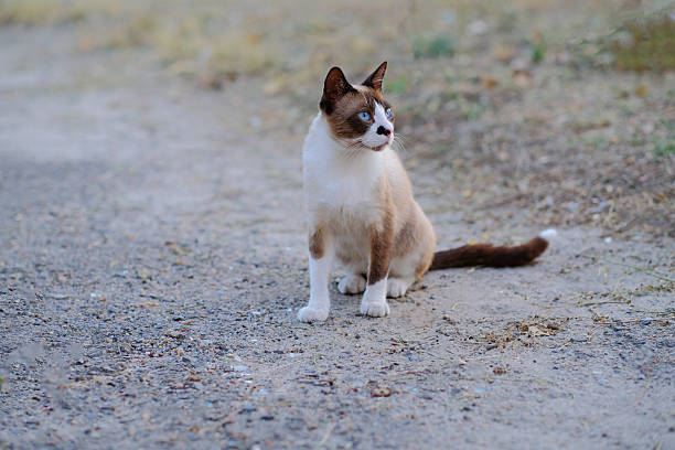 Mixed-breed stray cat is resting on the street.Istanbul - Turkey.