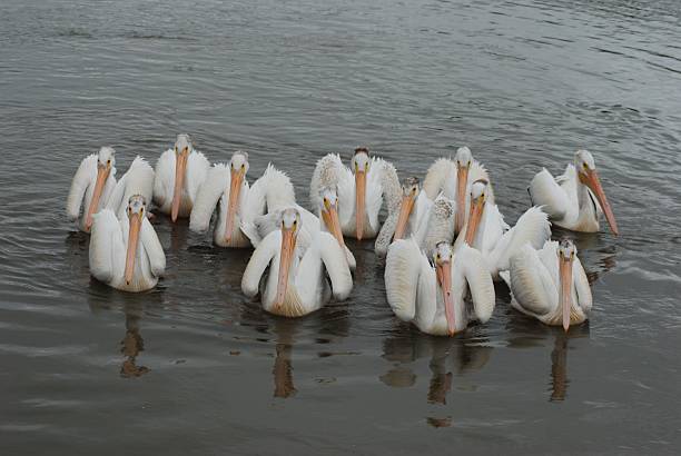 istock White Pelicans Swimming Together 2220461870