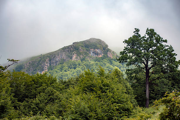 istock Hiking to forest in spring time 2220465844