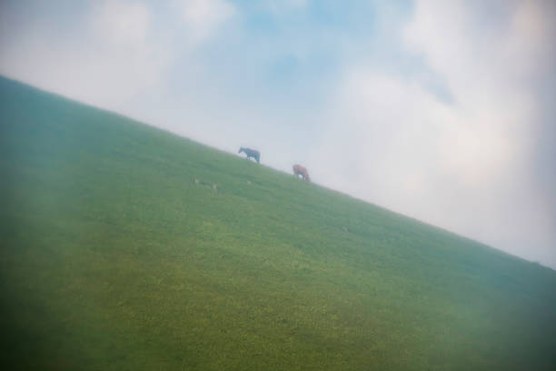 horses in the mountains