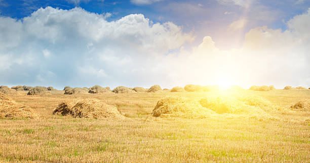 istock Summer wheat field after a harvest and bright sunset. 2220466998