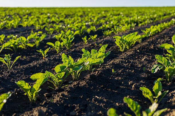 istock Newly sprouted sugar beet plants flourish in rich soil, thriving under bright sunlight in an expansive agricultural field 2220467037