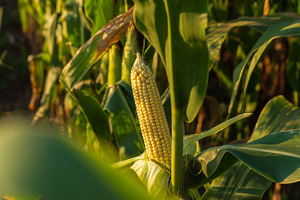 istock Maize develops on tall stalks, basking in sunlight while surrounded by lush green leaves in a vibrant, agricultural setting 2220467046