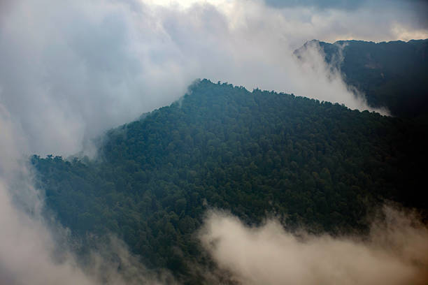 istock Hiking to forest in spring time 2220467798