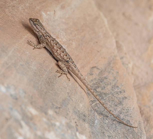 istock Ornate Tree Lizard i Arizona desert, USA 2220468438
