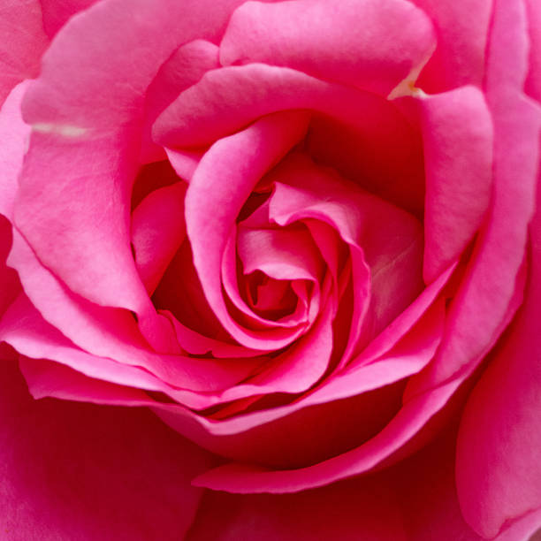 Close-up Image of a Rose blossom