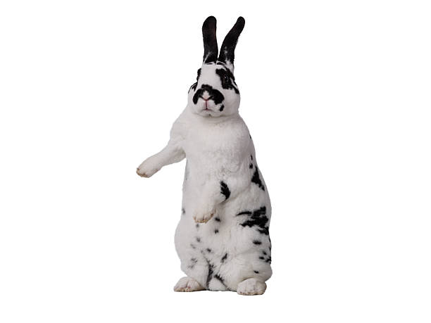 istock rabbit  white and black  isolated on white background 2220469194