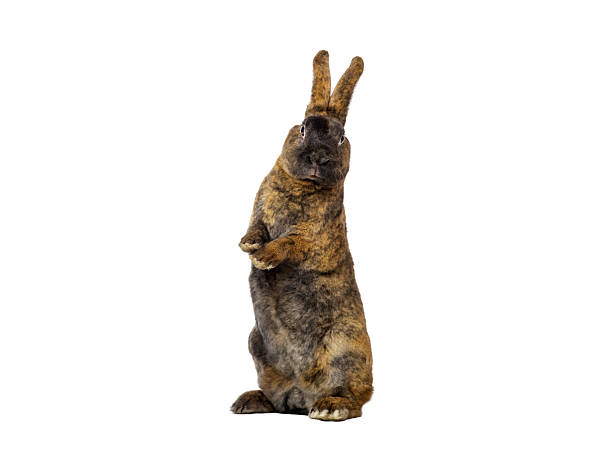 istock brown rabbitstands on its hind legs isolated on a white background. 2220469219