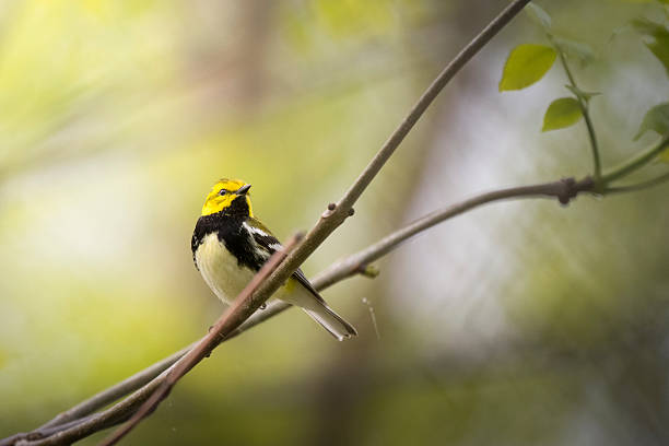 istock Black-throated Green Warbler hanging out in the trees. 2220470545