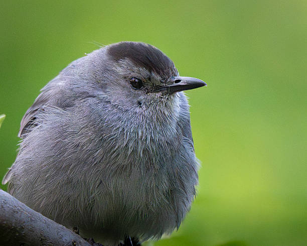istock Gray Catbird Portrait 2220470583