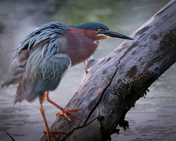 istock Green Heron Shaking Off Wet Feathers 2220470595