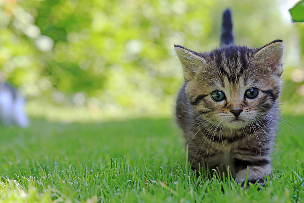 istock A small baby cat with striped fur runs through the grass 2220475521