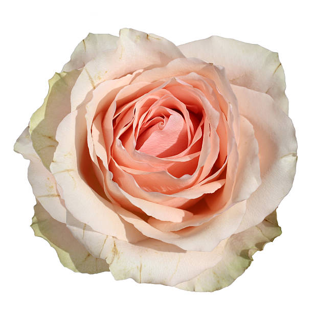 Delicate peach rose in full bloom isolated on white background. Soft petals and elegant texture make it ideal for romantic or botanical-themed designs