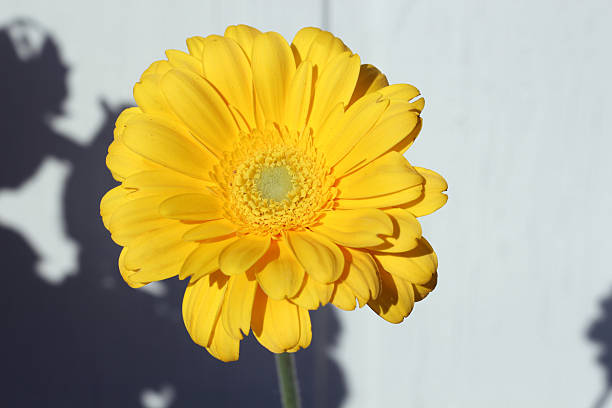 istock Single yellow gerbera daisy in sunlight against a white wall. Bright, cheerful bloom with distinct shadow play, perfect for spring, summer, or minimal floral compositions. 2220475989