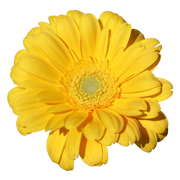 Bright yellow gerbera daisy in full bloom isolated on white background. Vibrant and cheerful floral closeup perfect for spring, summer, and nature-themed designs
