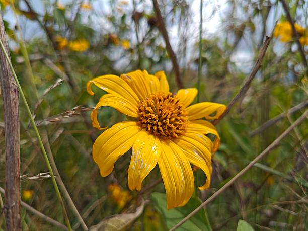 yellow flowers bloom in the highlands
