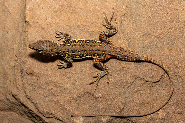 istock Common sand lizard (Pedioplanis lineoocellata), also known as the ocellated sand lizard, and the spotted sand lizard 2220479524