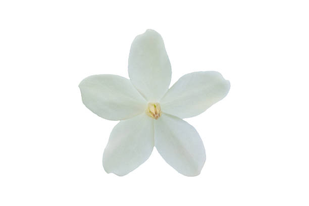 istock beautiful white flower isolated on white background 2220483089