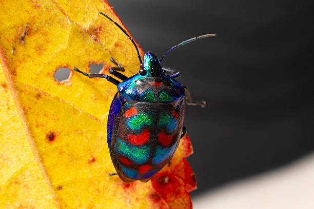 istock A multicoloured cotton harlequin beetle with a bright carapace clambers over a bright autumn orange leaf 2220483197