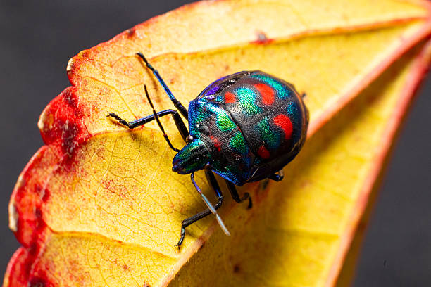 istock A multicoloured cotton harlequin beetle with a bright carapace clambers over a bright autumn orange leaf 2220483201
