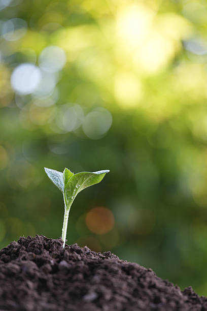 istock Macro closeup of pumpkin sprout growing 2220486461