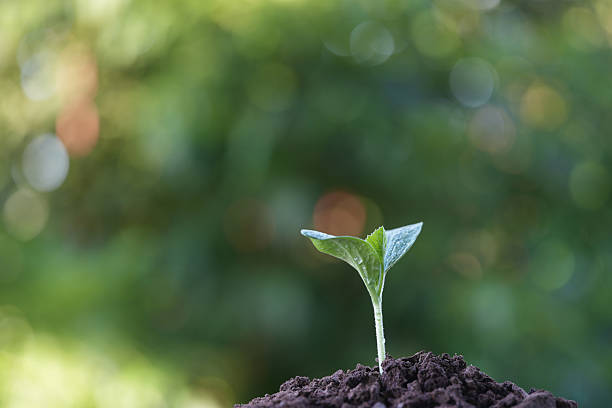 istock Pumpkin sprout leaves with water droplets macro closeup 2220486472