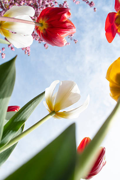 istock colorful tulip flowers and sky 2220487215
