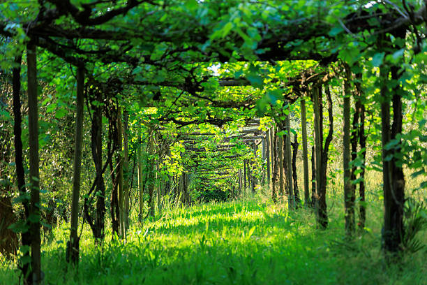 Grape vine pergola Italian garden