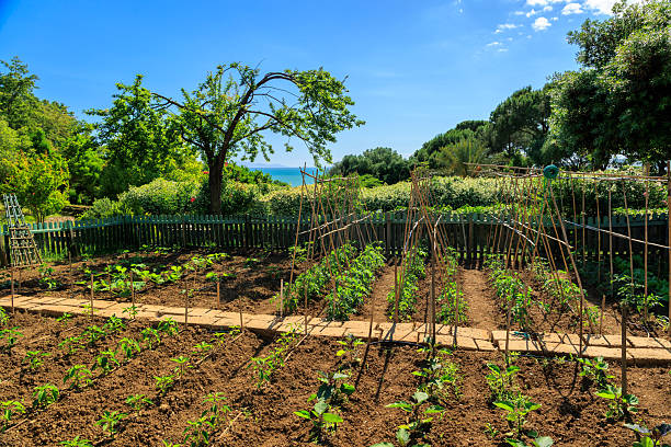 Vegetable garden Italian garden