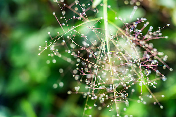 istock dandelion spores on a natural green background. For designs and graphic resources 2220487630