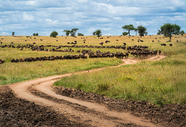 A vast herd of wildebeests stretches across the savannah during the Great Migration in East Africa. A winding dirt road leads through the grassland, emphasizing the scale and movement of this epic wildlife phenomenon.