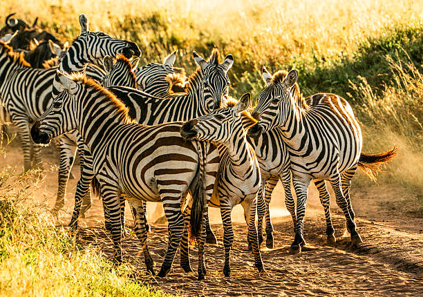 A herd of plains zebras gathered on a dusty trail during golden hour in the African savannah. Warm sunlight highlights their striking stripes and interactions, capturing a dynamic moment in the wild.